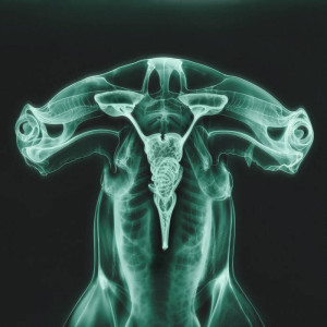 Shark Brain / Dolphin (Glow In The Dark Vinyl)