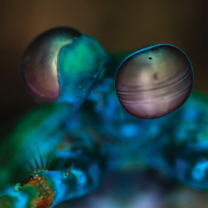 Amasia: Anamibia Sessions 2 (Clear Vinyl)