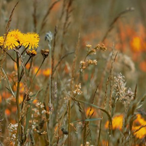 Reinhold Friedl: Scarlatti