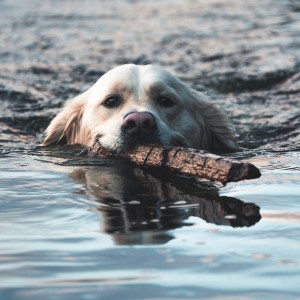 The Chateau (Colored Vinyl)