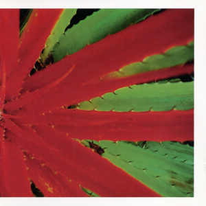 This Afternoons Malady